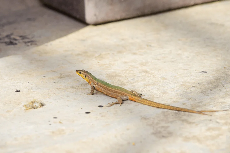 Lizard control Service