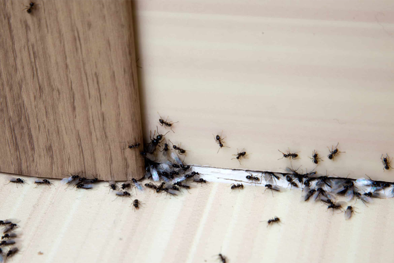 Ants Control