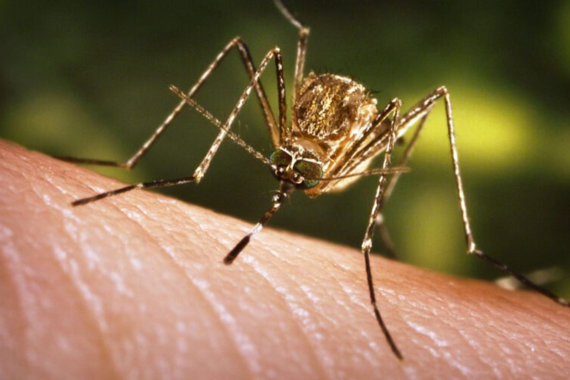 Mosquito Control